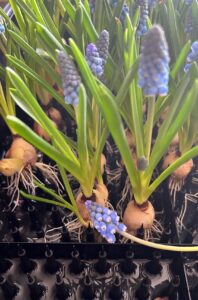 Hydroponic Muscari grown in UK